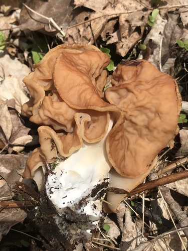 Neogyromitra brunnea