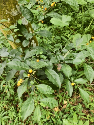 twoleaf nightshade