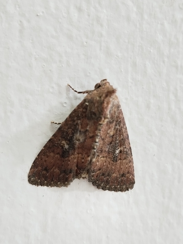 Condica illecta