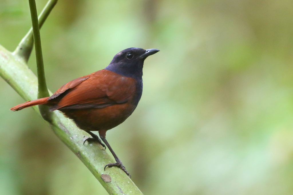 Sumatran Whistling-Thrush (Myophonus castaneus) photo