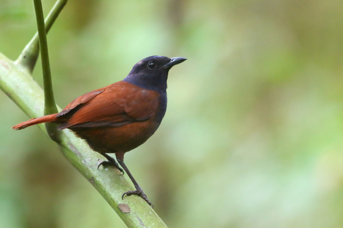 Brown-winged Whistling Thrush