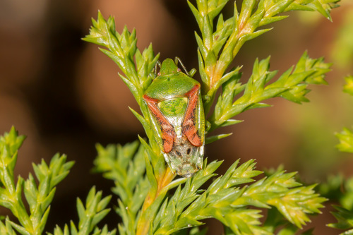 Juniper Shield Bug