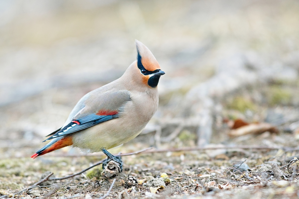Japanese Waxwing (Bombycilla japonica) photo
