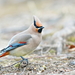 Japanese Waxwing - Photo (c) Carlos N. G. Bocos, all rights reserved, uploaded by Carlos N. G. Bocos