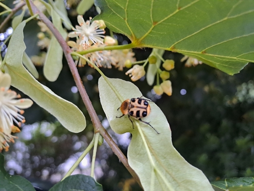 French Flower Chafer