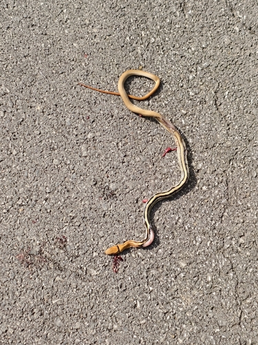 Copperhead Rat Snake