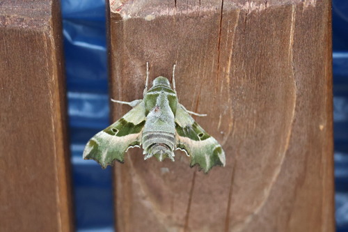 Willowherb Hawkmoth