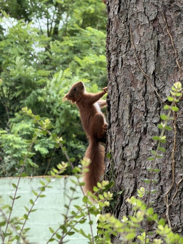 Eurasian Red Squirrel