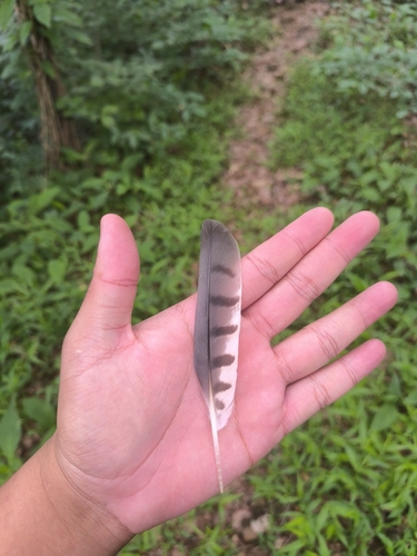 Shikra