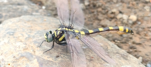 Indian Common Clubtail