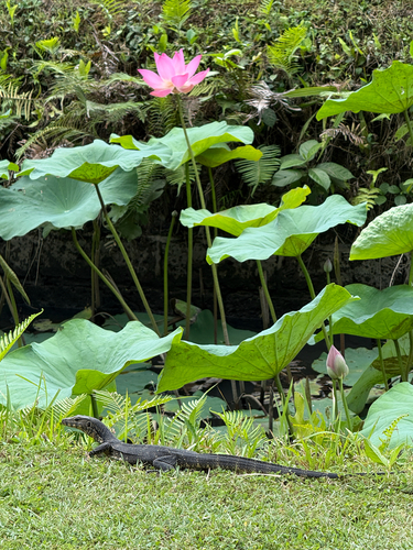 Common Water Monitor