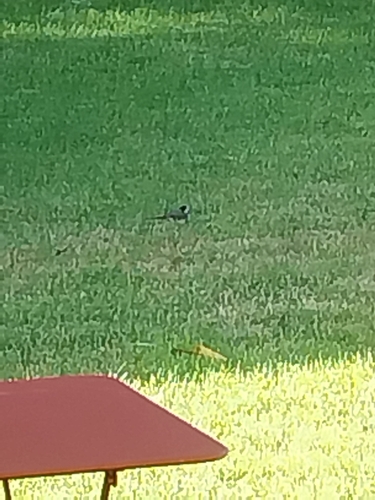 White Wagtail