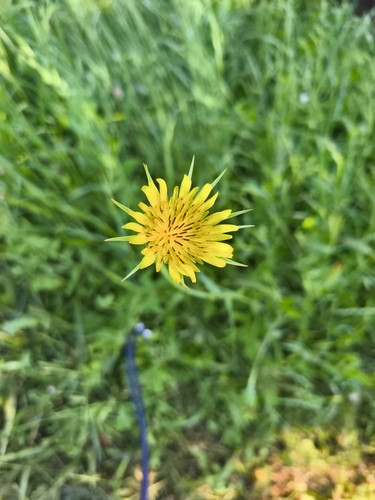 Yellow Salsify