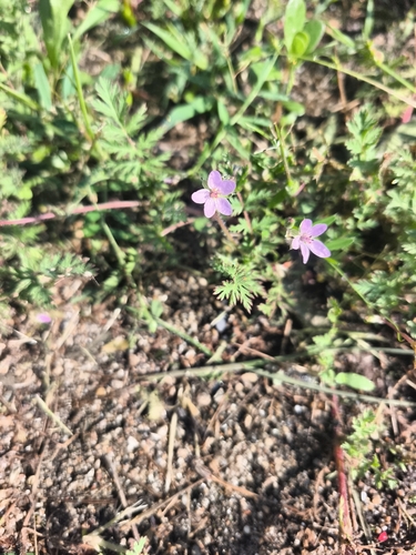 Redstem Stork's-bill