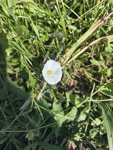 field bindweed
