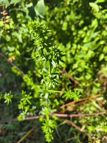 Hedge Bedstraw