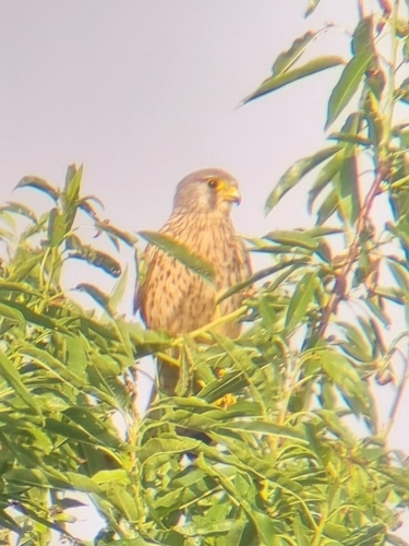 Eurasian Kestrel