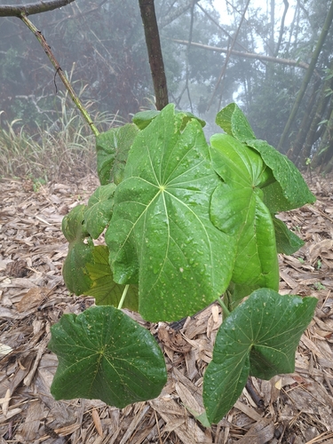 Elephant's Ear