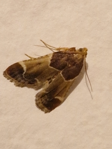 Meal moth