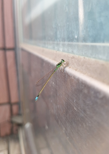 Common Bluetail