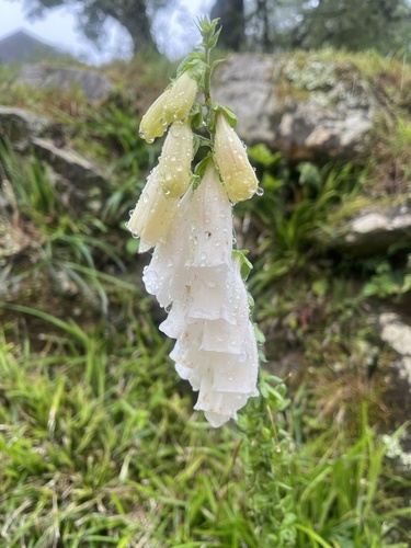 purple foxglove