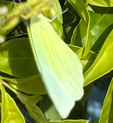 Lemon Migrant