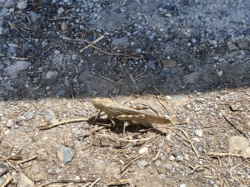 Egyptian Bird Grasshopper