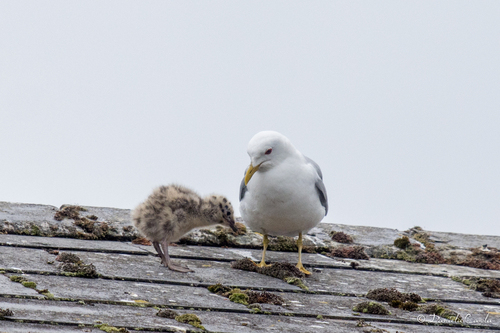 Common Gull