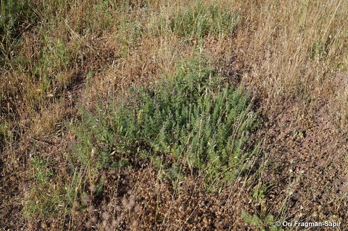 Teucrium orientale