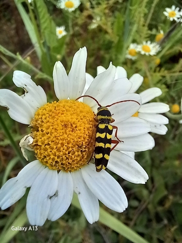 Echinocerus floralis