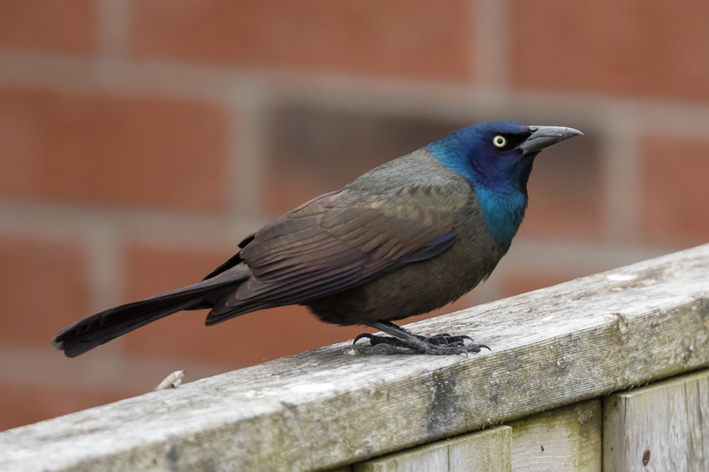 Bronzed Grackle (Subspecies Quiscalus quiscula versicolor