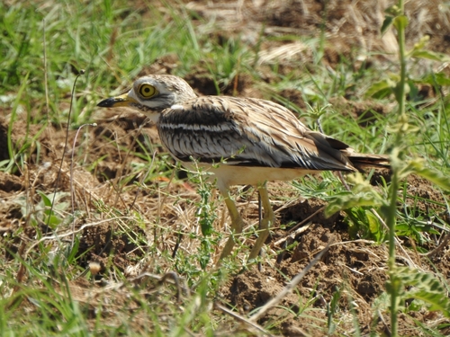 Eurasian Stone-curlew