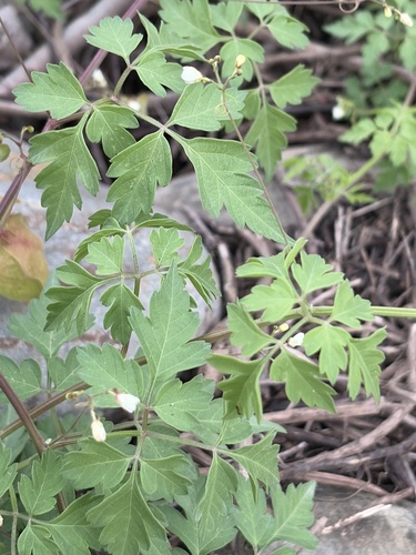 Lesser Balloon Vine
