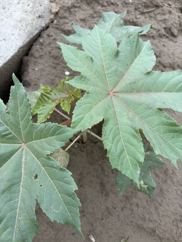 castor bean