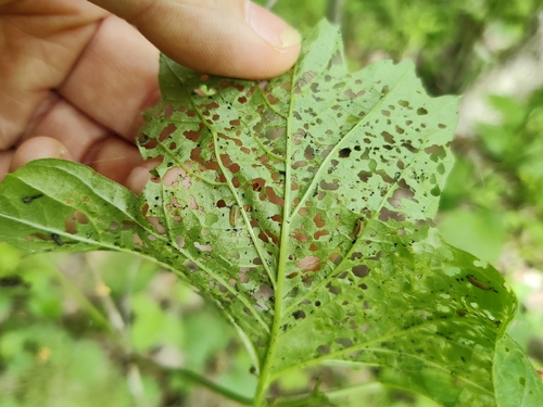 Viburnum Leaf Beetle