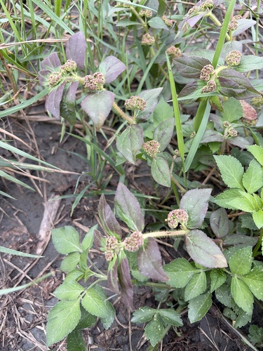 Asthma Plant