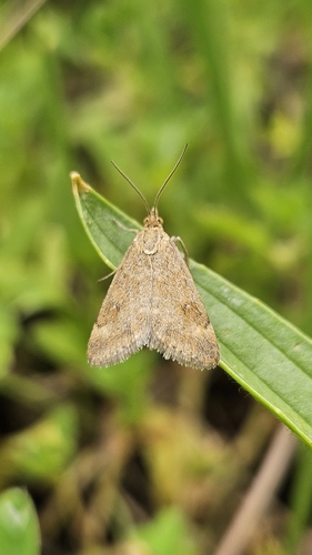 Straw-barred Pearl