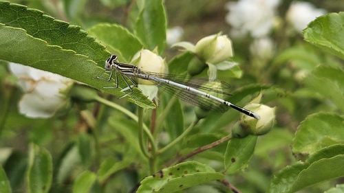 Blue Featherleg