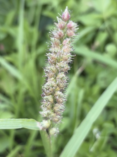 Southern Sandbur