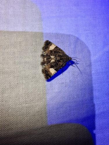 Four-spotted Moth