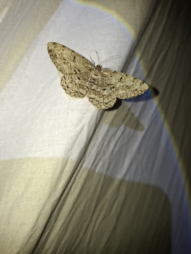 Pale Oak Beauty