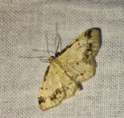 Treble Brown-spot