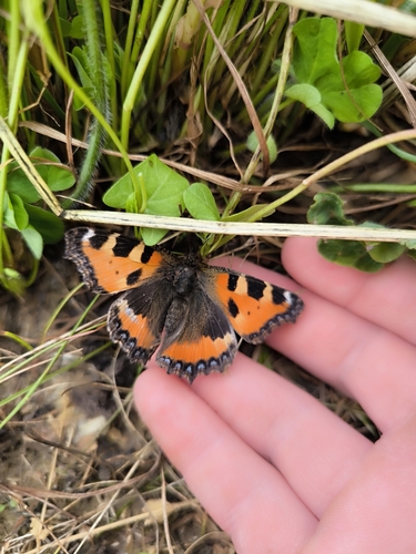 Small Tortoiseshell