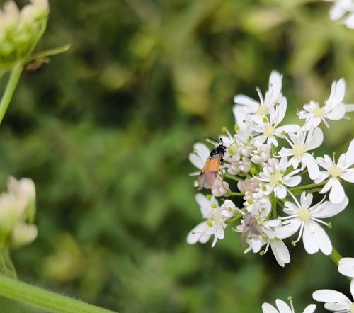 Bramble Sawfly
