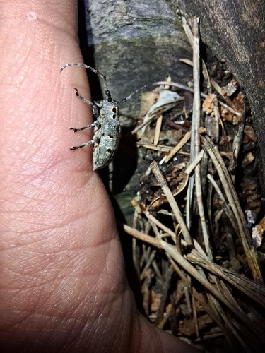 Mesosa curculionoides