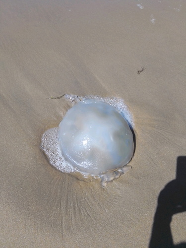 Dustbin-lid Jelly