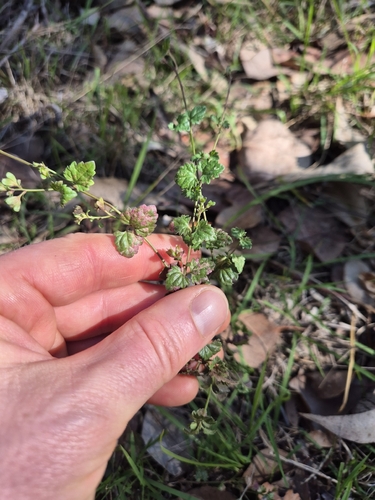hairy speedwell
