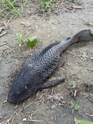 Vermiculated Sailfin Catfish