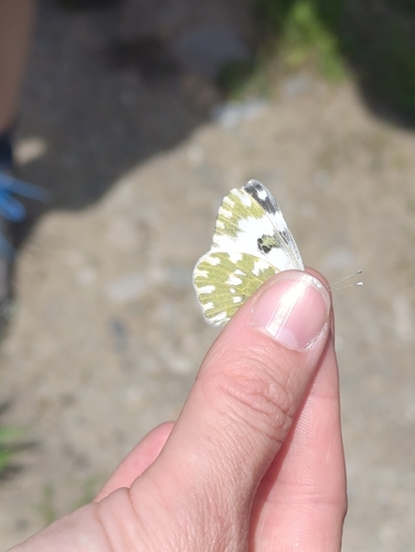 Eastern Bath White