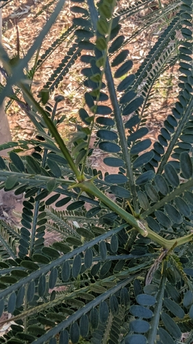 Mexican palo verde